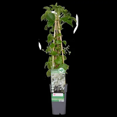 Produktbild von Kletterhortensie - Hydrangea Petiolaris