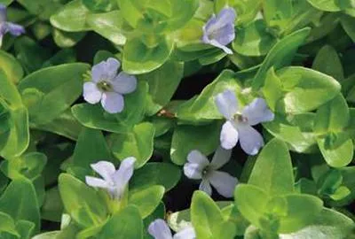 Obrázek produktu pro 6 x Bacopa caroliniana - Modrý mazlavý list - květináč 11 x 11 cm