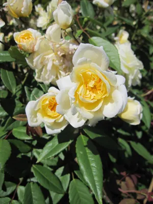 Produktbild von Rosa Malvern Hills ® - Englische Rose - David Austin Rose - Ramblerrose
