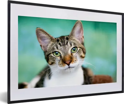 Produktbild von MuchoWow® MuchoWow® Gerahmtes Poster Katze - Porträt - Augen 60x40 cm - Poster mit zchwarzem Bilderrahmen - Schlafzimmer - Plakat in Rahmen - Drucken