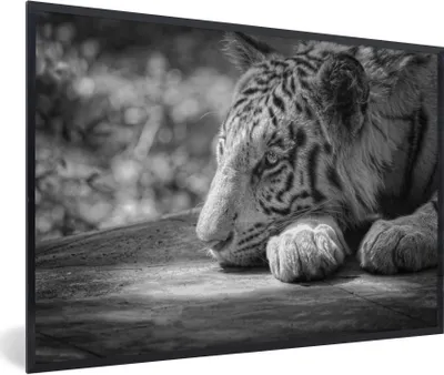 Produktbild von MuchoWow® Gerahmtes Poster Tiger - Wild - Porträt 90x60 cm - Poster mit Schwarzem Bilderrahmen Wandposter Rahmen Foto Bilder - Fotorahmen - Foto-Plakat