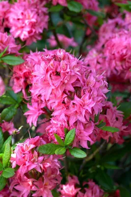 Produktbild von Rhododendron luteum 'Homebush', rosa Blüten, 30–40 cm