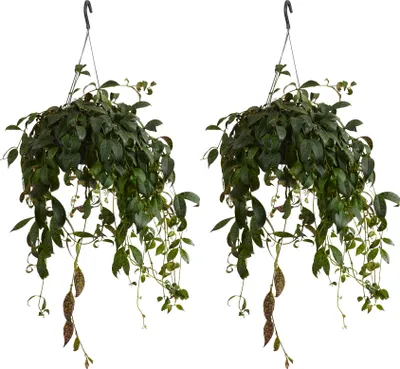 Zdjęcie produktu dla Bloomique – Zestaw 2 sztuk – Aeschynanthus Marmoratus – Roślina szminkowa – Roślina wisząca – Rośliny doniczkowe – Przyjazne dla zwierząt – Oczyszczające powietrze – Wysokość 30–40 cm – Doniczka 17 cm