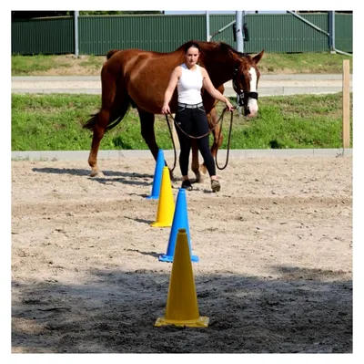 Produktbild von XXL Pylon blau aus PVC für Bodenarbeit im Reitsport, robust und flexibel