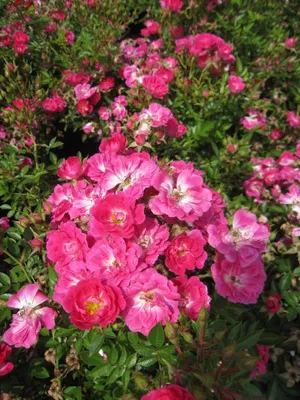 Produktbild von Rosa Limesstern - Bodendeckerrose - Synonym Glowing Pink - Pearce Rose - Floribunda Rose