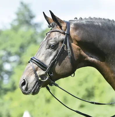 Produktbild von Busse Trense MAILAND schwarz/Lack-Kristall, Busse_17_Groessen:Warmblut