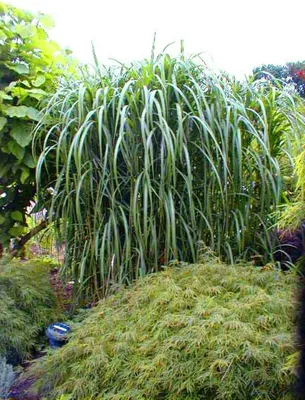 Produktbild von 4 x Riesen Chinaschilf, ideal als Hecke und Sichtschutz, Miscanthus giganteus