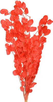 Produktbild von Silberblatt Getrocknet Rot Lunaria 65-70cm Trockenblumen Deko