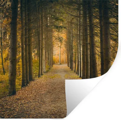 Produktbild von MuchoWow® Wandtattoo Wandsticker Wandaufkleber Pfad - Bäume - Wald 50x50 cm Selbstklebend und Repositionierbar - Selbstklebend - Fototapeten