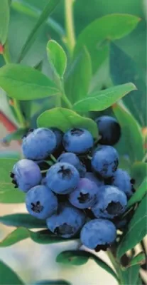 Produktbild von Vaccinium corymbosum Goldtraube - Heidelbeere Goldtraube 20-40cm