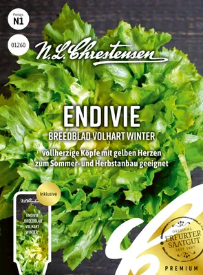 Produktbild von Endivie Breedblad Volhart Winter | Endiviensalatsamen von N.L. Chrestensen