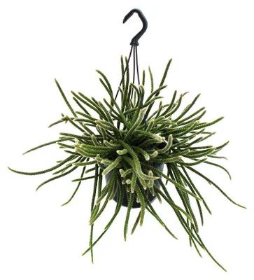 Produktbild von Urban Jungle Elegance – Moderner Kaktus mit wunderschöner Blattstruktur – Rhipsalis baccifera horrida – 15 cm