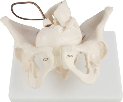 Produktbild von Anatomie Modell Model Weiblich Skelett Geburt Demonstration Becken Beckenmodell Anatomisches Weibliches Pelvis Pelvic Lehrmodelle Weiblichesbeckenmodell MedMod