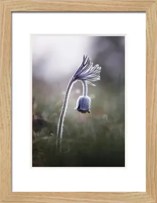 Produktbild von Portraitrahmen MDF Lucca Eiche-Optik 18x24 cm