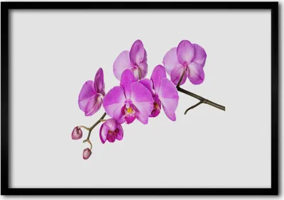 Produktbild von Bild 70x50 MDF-Rahmen Wandkunst Orchidee Orchidee Blumen