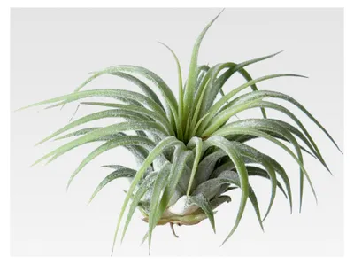 Produktbild von Tillandsia Ionantha Rubra XL: 10 x 8 cm