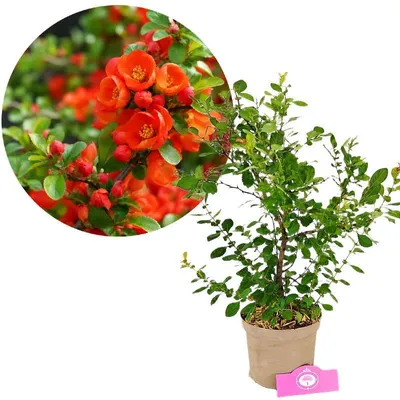 Produktbild von Chaenomelis japonica, Japanische Zwergquitte, 30–40 cm, 2-Liter-Topf