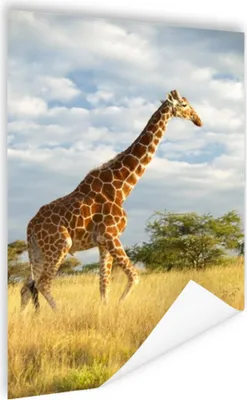 Produktbild von MuchoWow® Poster Giraffe - Himmel - Gras 40x60 cm - Plakate für die Wand - Poster Babyzimmer