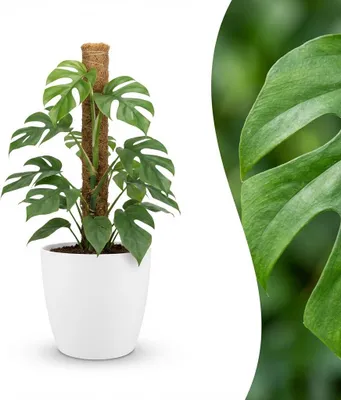 Image de Green boutiQ - Plante d'intérieur - Mini Monstera - Monstera Minima « Mosstok » - Vert - Peu d'entretien - 1 plante - avec pot blanc - Pot 19 cm - Hauteur 90 cm