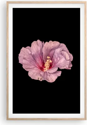 Produktbild von Gerahmtes Poster - Rahmen in heller Eiche - Hibiskus Blume Rosa - 61x91,5 cm - Wand Bild - Wanddeko - Wandbilder - Kunstposter - Wandposter - Bilderrahmen - Bilder - Kunstdruck - P2NPA61x91-4481