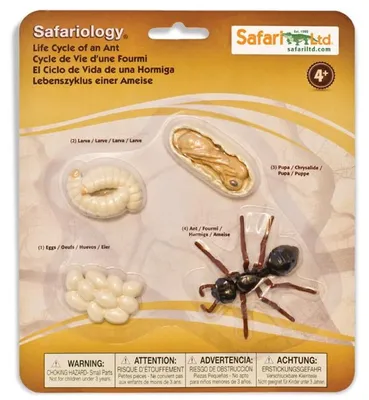 Produktbild von Safari S663916 - Lebenszyklus der Ameise