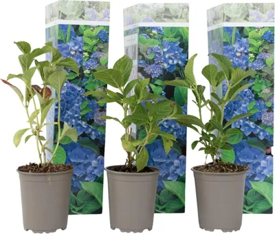 Produktbild von Hortensie - 3 Stk - Hydrangea macrophylla 'Early Blue' - Höhe 25-40cm - ⌀9cm