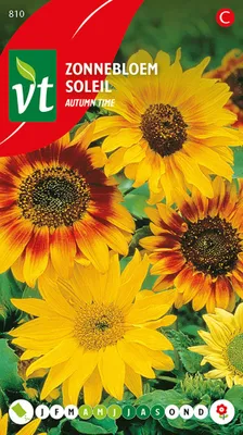 Image de Graines de tournesol d'automne - Environ 1 gr | VT_810