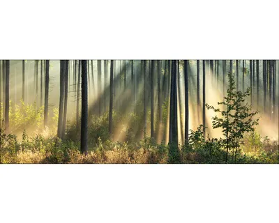 Produktbild von Glasbild Light-Flooded Forest I 125x50 cm