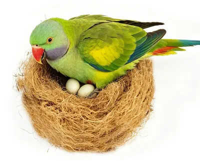 Productafbeelding van Natuurlijk Kokosvezel Nistmateriaal voor Vogels 100g