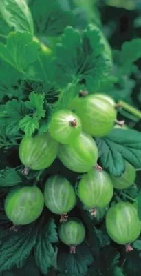 Produktbild von Ribes uva crispa Hinnonmäki grün - Grüne Stachelbeere Hinnonmäki grün