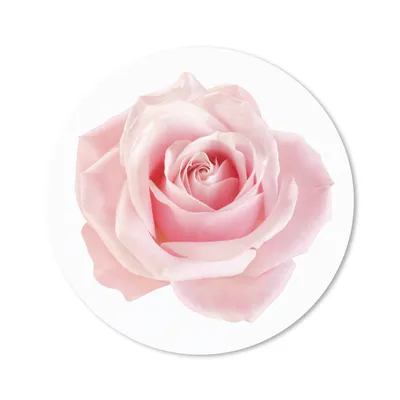 Produktbild von MuchoWow® Mauspad Mousepad Rose - Rosa - Blumen 50x50 cm - Mousepads - Maus Mat - Pad - Mausunterlage - Vinyl