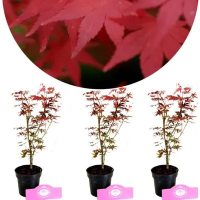 Obrázek produktu pro Sada 3 kusů Acer palmatum ‘Atropurpureum’ – japonský javor – výška 25 cm – velikost květináče 9 cm