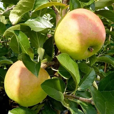 Produktbild von Ecolette selbstfruchtbar Winterapfel Buschbaum 110-140 cm 10 Liter Topf Unterlage M7
