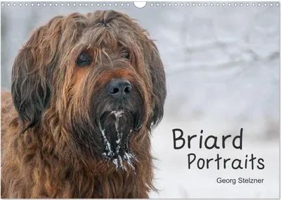 Produktbild von Briard Portraits (Wandkalender 2025 DIN A3 quer), CALVENDO Monatskalender
