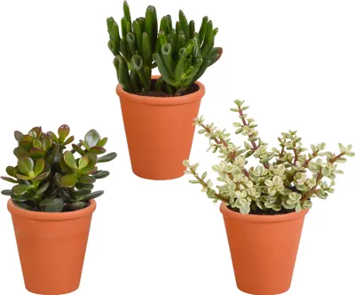 Produktbild von Crassula Mix 8,5 cm