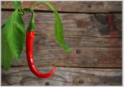 Produktbild von Wallario Wandbild Hängende Chili-Schote, Größe: 70,30 x 100,30 cm, Poster mit weißem Kunststoffrahmen