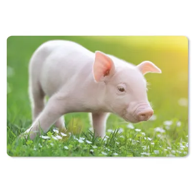 Produktbild von MuchoWow® Schreibtischunterlage Tiere - Ferkel - Schwein 60x40 cm - XXL Mauspad - Großes Mauspad