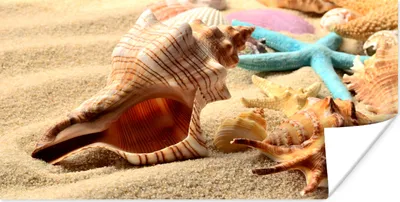 Produktbild von MuchoWow® Poster Seesterne - Muscheln - Sand - Strand 40x20 cm - Poster für die Wand - Poster Schlafzimmer
