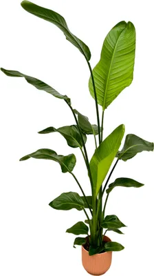 Zdjęcie produktu dla Trendyplants - Strelitzia Nicolai including elho Vibes Fold Round pink - 130 cm - Ø18cm