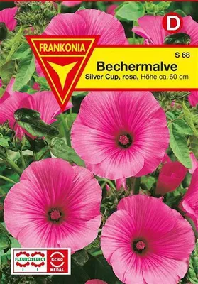 Produktbild von Bechermalve Silver Cup