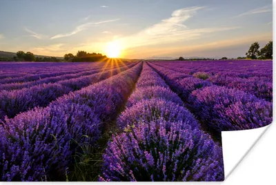 Produktbild von MuchoWow® Poster Lavendel - Blumen - Sonnenuntergang - Lila 60x40 cm - Schlafzimmerdekoration