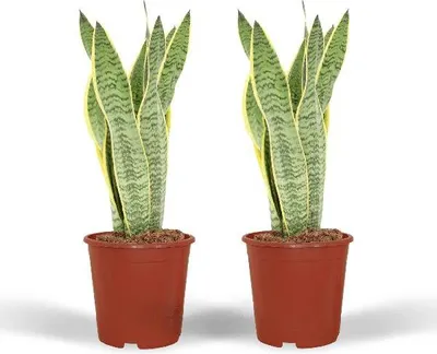 Produktbild von Bogenhanf Sansevieria Laurentii Frauenzunge 2 Zimmerpflanzen 40cm Höhe Ø14cm