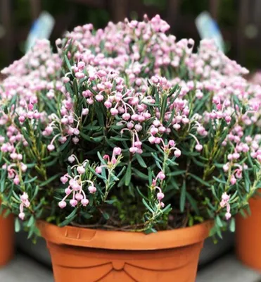 Produktbild von Rosmarinheide ´BLUE ICE´ 10-15 cm, Cont. 2 l