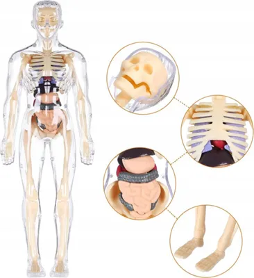 Immagine prodotto di Puzzle anatomico corpo umano 3D, scheletro e organi interni per biologia, modello interattivo per bambini