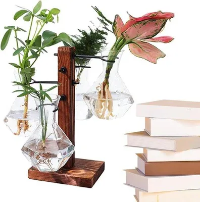 Zdjęcie produktu dla Zestaw do uprawy hydroponicznej w szklanym terrarium