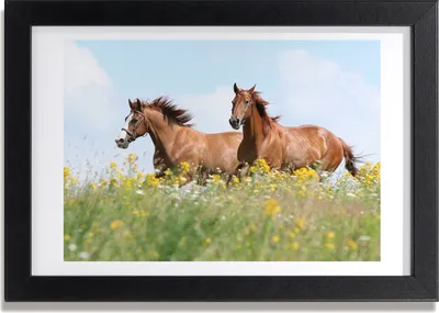 Produktbild von Bild 30x20 MDF-Rahmen, Wandkunst Zwei Pferde im Galopp