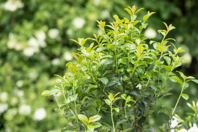 Produktbild von Kirschlorbeer Green Torch 40-60 cm, im 5 l Topf - Prunus laurocerasus, immergrün