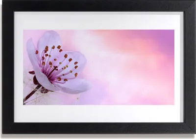 Produktbild von Bild 30x20 MDF-Rahmen Wandkunst Natur Blume Pflanze
