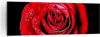 Produktbild von Bild auf Leinwand - Leinwandbild - Rose Blume Blütenblätter Wasser - 160x50cm - Wand Bild - Wanddeko - Leinwanddruck - Bilder - Kunstdruck - Leinwand bilder - Wandkunst - AB160x50-0370