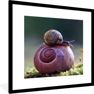 Produktbild von MuchoWow® Gerahmtes Poster Schnecken - Gras - Frühling 40x40 cm - Poster mit Schwarzem Bilderrahmen Wandposter Rahmen Foto Bilder - Poster - Plakat im Rahmen